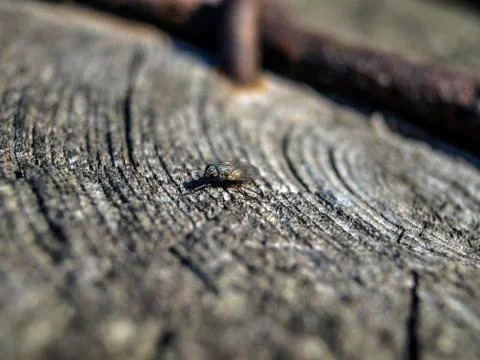 Natural background Stock Photos