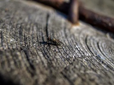 Natural background Stock Photos