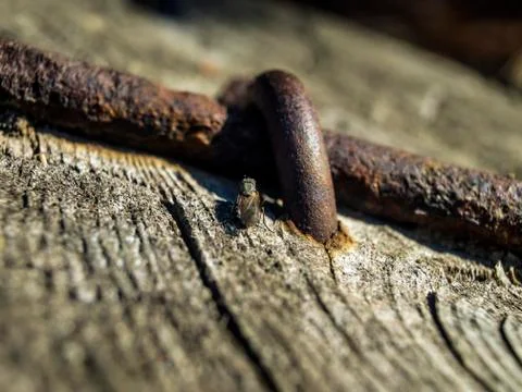 Natural background Stock Photos