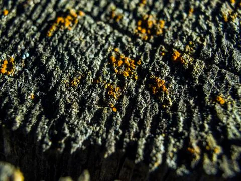 Natural background Stock Photos