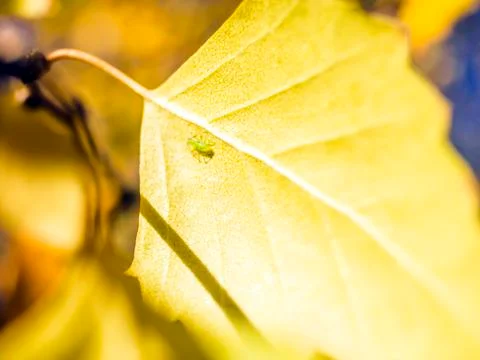 Natural background Stock Photos
