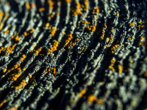 Natural background Stock Photos