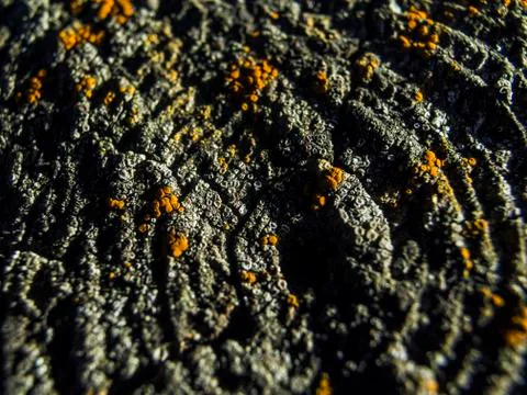 Natural background Stock Photos