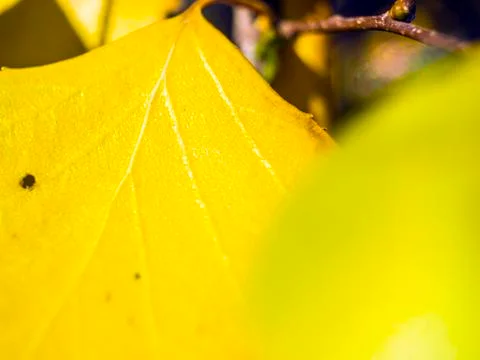 Natural background Stock Photos