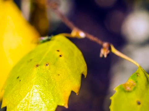 Natural background Stock Photos