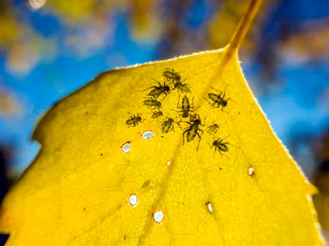 Natural background Stock Photos