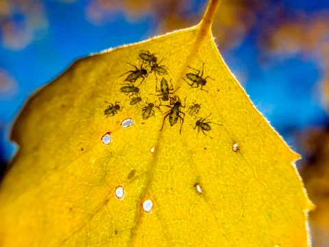 Natural background Stock Photos