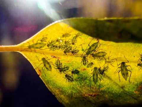 Natural background Stock Photos