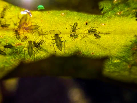 Natural background Stock Photos