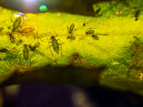 Natural background Stock Photos