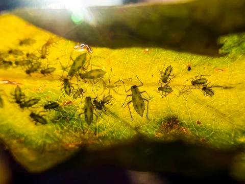 Natural background Stock Photos