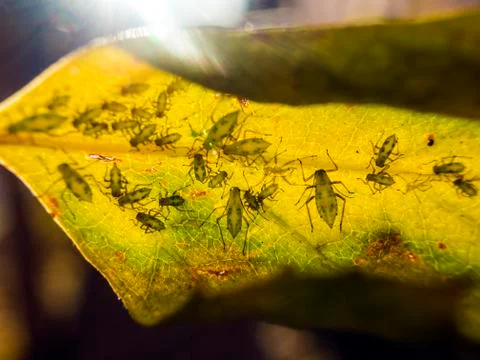 Natural background Stock Photos