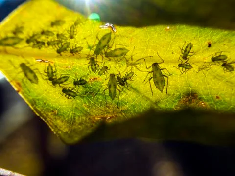 Natural background Stock Photos