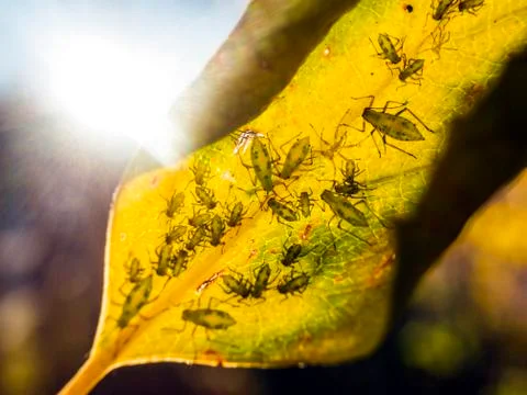 Natural background Stock Photos