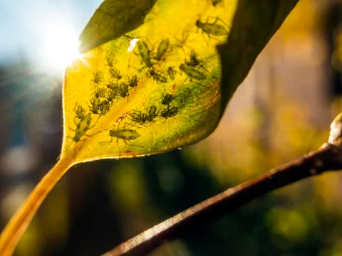 Natural background Stock Photos
