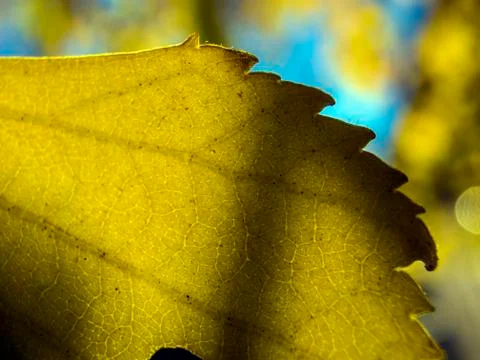 Natural background Foto stock