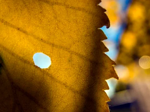 Natural background Stock Photos