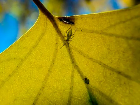 Natural background Stock Photos