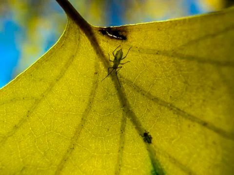 Natural background Stock Photos