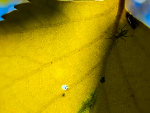 Natural background Foto stock