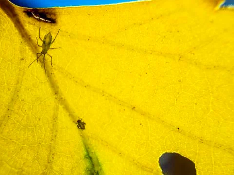 Natural background Stock Photos