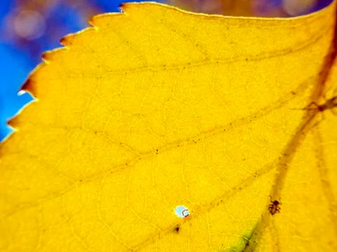 Natural background Foto stock