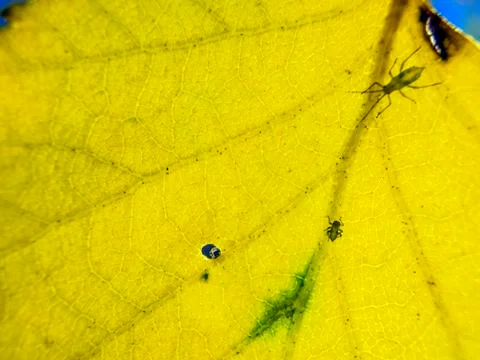 Natural background Foto stock