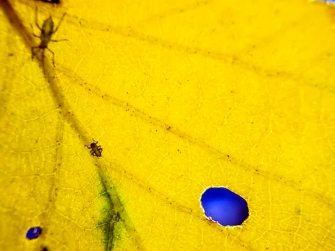 Natural background Stock Photos