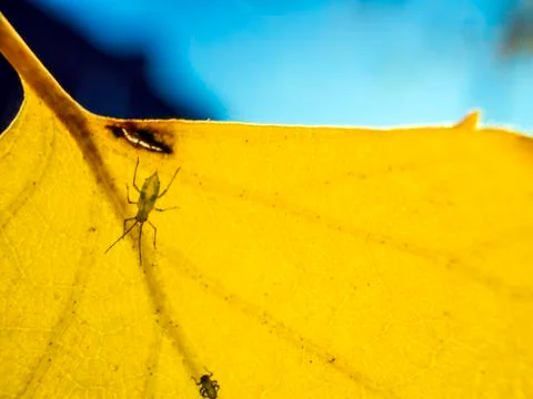 Natural background Stock Photos