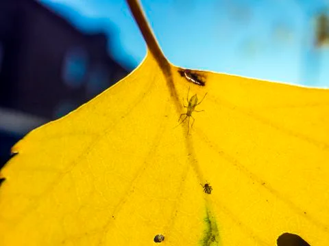 Natural background Stock Photos