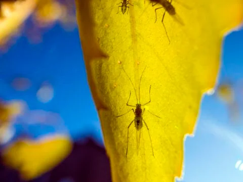 Natural background Stock Photos