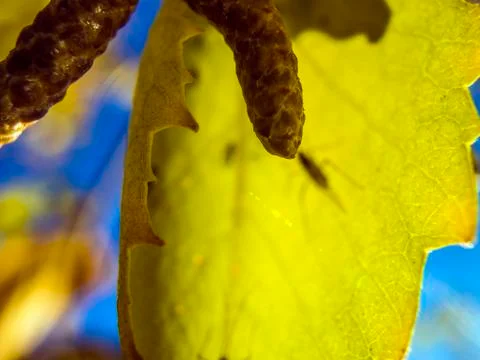 Natural background Stock Photos