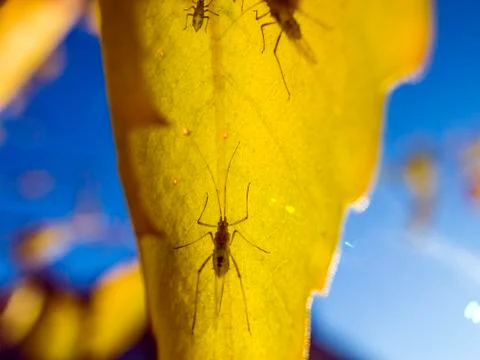 Natural background Stock Photos