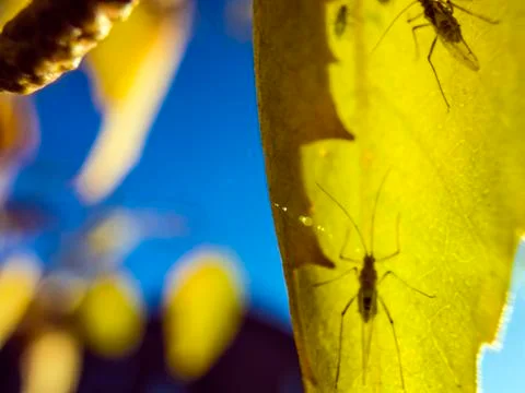 Natural background Stock Photos