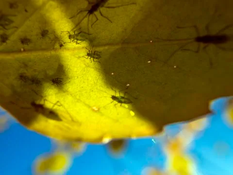 Natural background Stock Photos