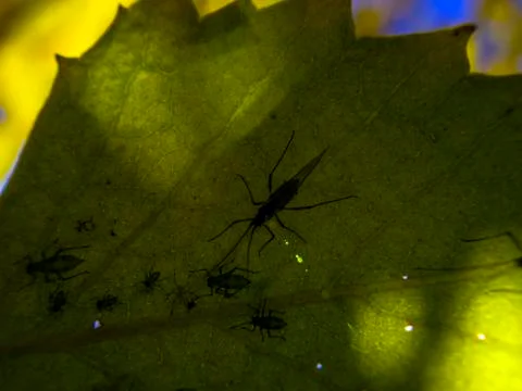 Natural background Stock Photos