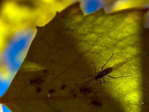 Natural background Stock Photos