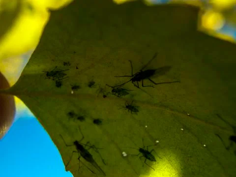 Natural background Foto stock