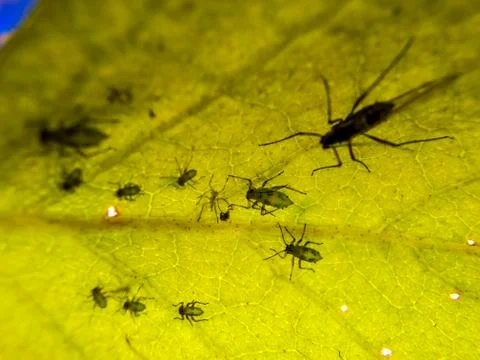 Natural background Stock Photos