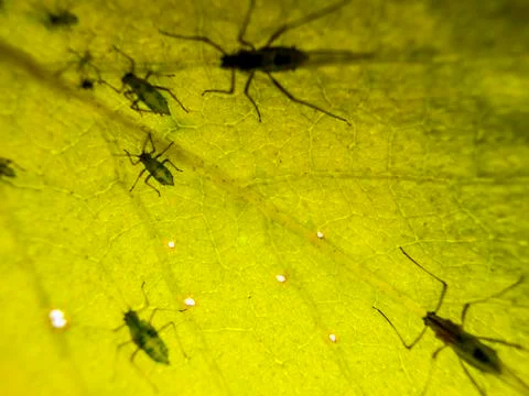 Natural background Foto stock