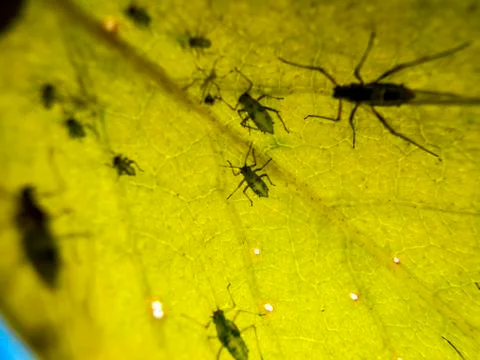 Natural background Stock Photos