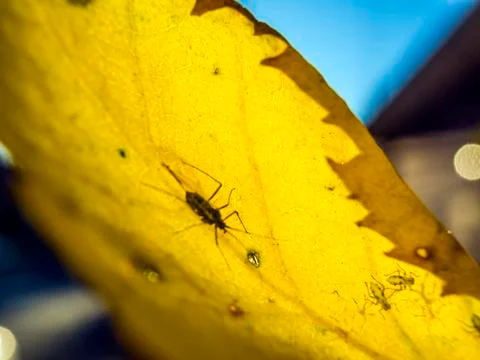 Natural background Stock Photos