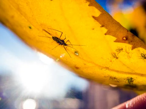 Natural background Stock Photos