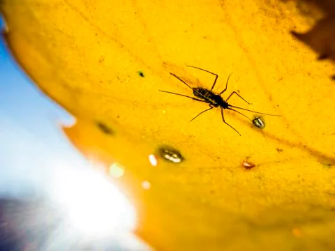 Natural background Stock Photos