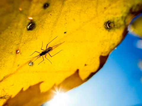 Natural background Stock Photos