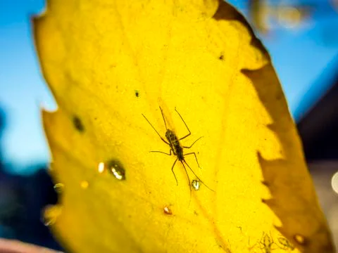 Natural background Stock Photos