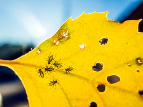 Natural background Stock Photos