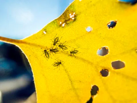 Natural background Foto stock