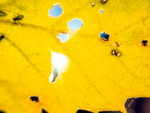 Natural background Foto stock