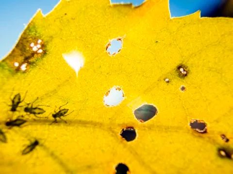 Natural background Foto stock